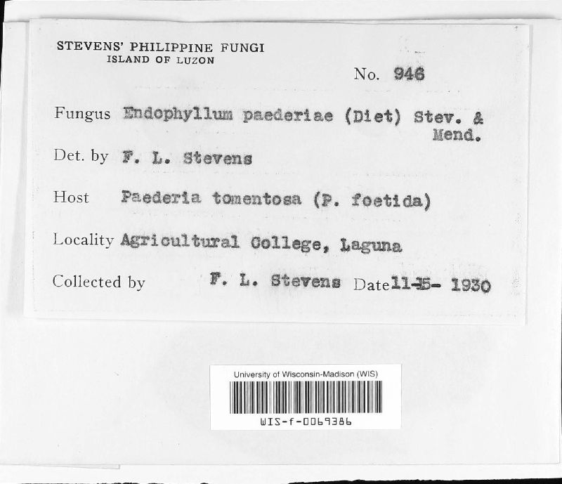 Puccinia paederiae image