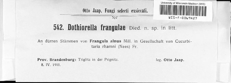 Pleurostromella frangulae image