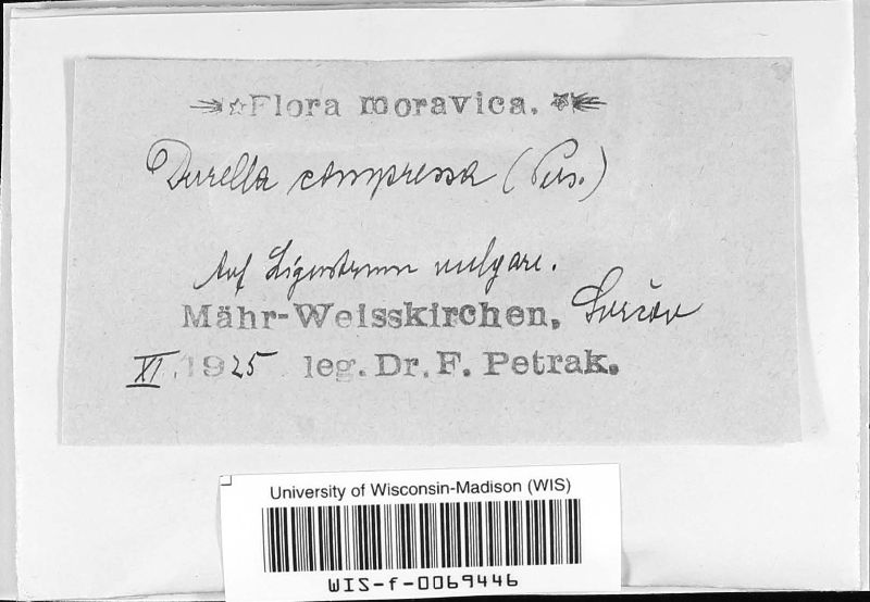 Durella compressa image