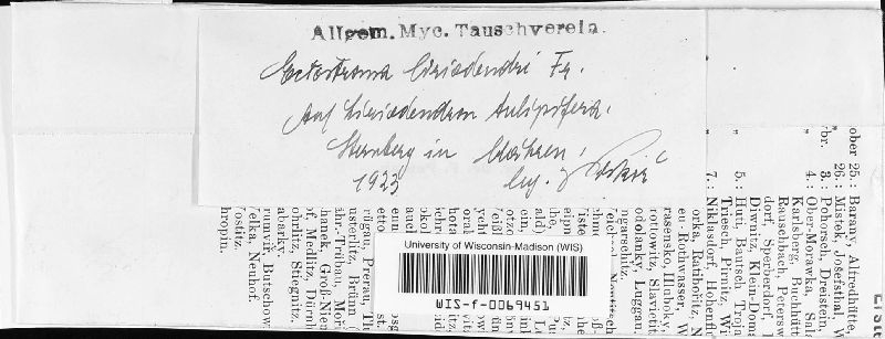 Ectostroma image