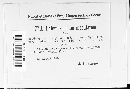 Diplocarpon mespili image