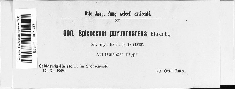 Epicoccum purpurascens image