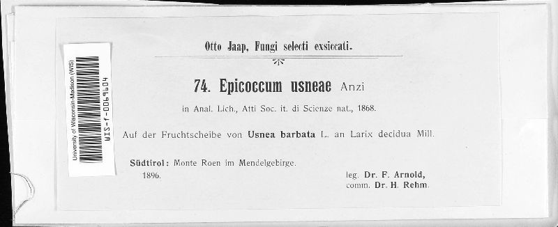Lichenoconium usneae image