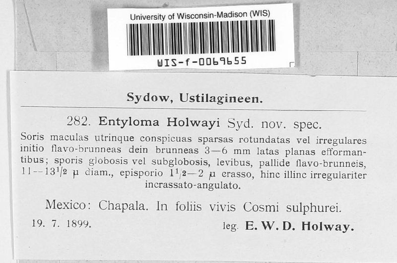 Entyloma holwayi image