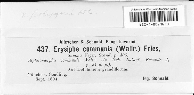 Erysiphe communis image