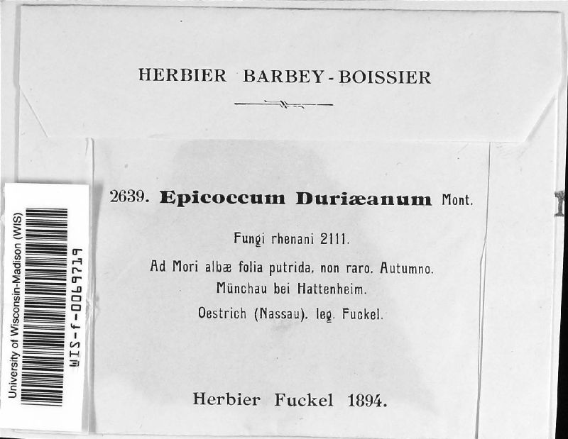 Epicoccum duriaeanum image
