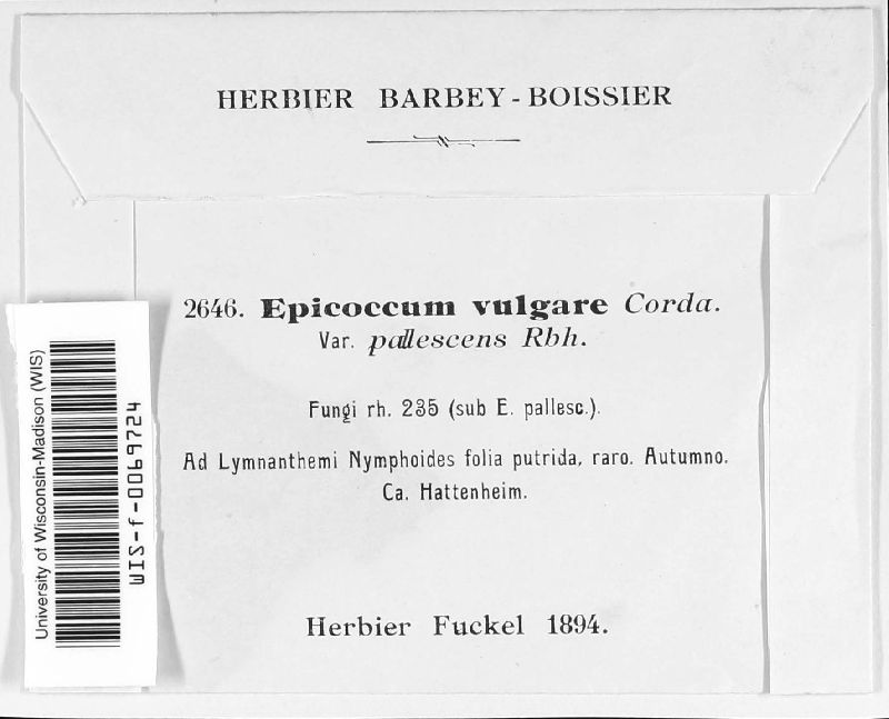 Epicoccum nigrum image