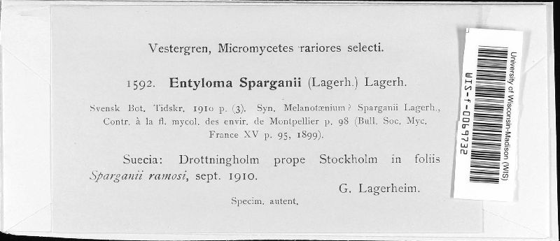 Nannfeldtiomyces sparganii image