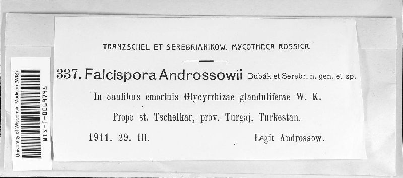 Selenophoma androssowii image
