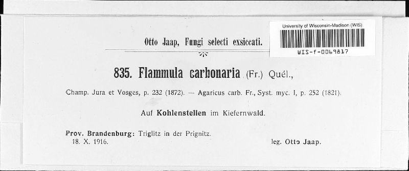 Flammula carbonaria image