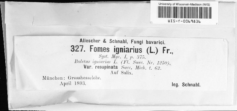 Fomes igniarius image