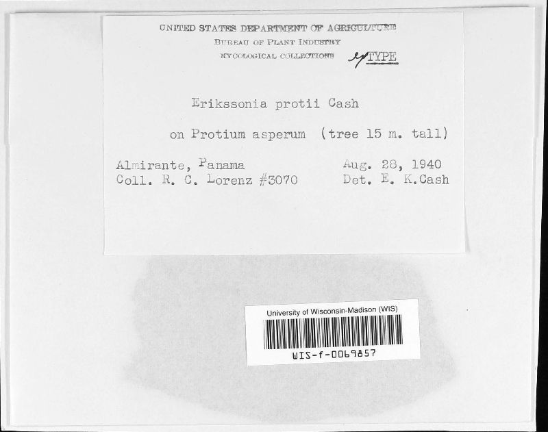Erikssonia protii image