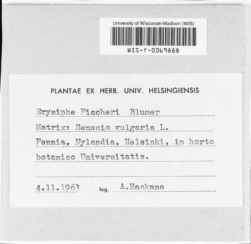 Golovinomyces fischeri image