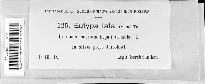 Eutypa lata image