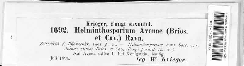 Helminthosporium avenae image