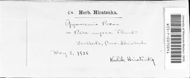 Phragmidium kamtschatkae image