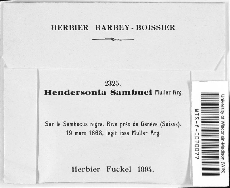 Hendersonia sambuci image