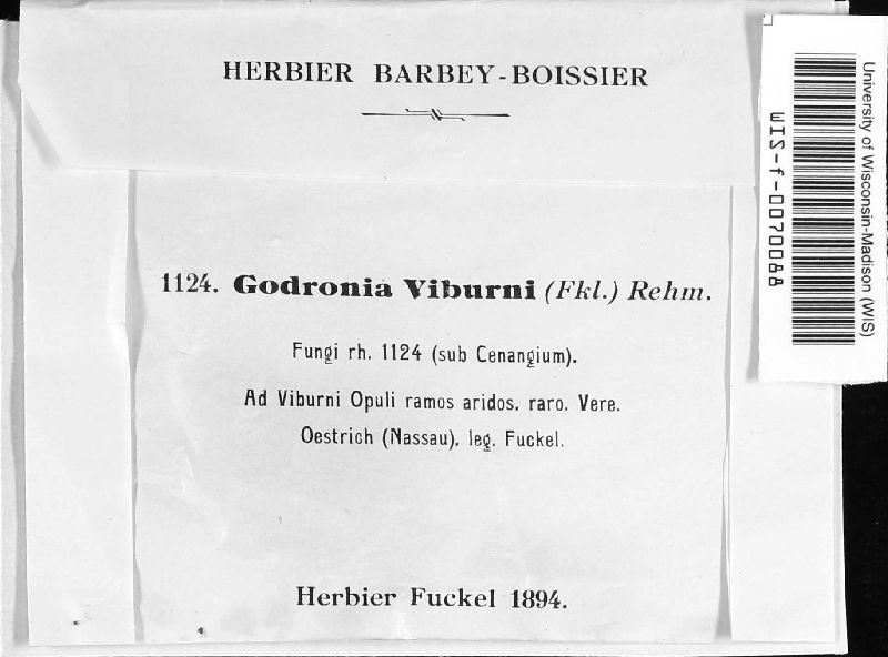 Godronia viburni image