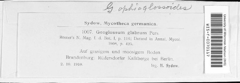 Geoglossaceae image