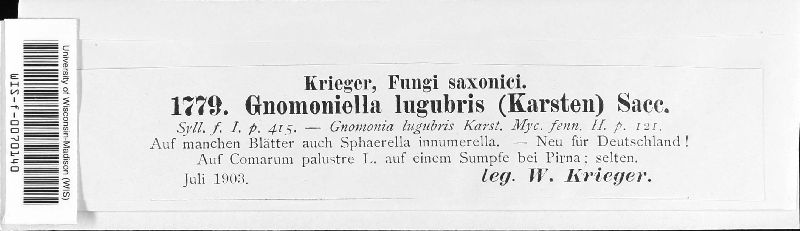 Plagiostoma lugubre image