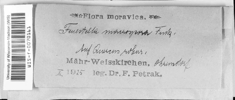 Fenestella image