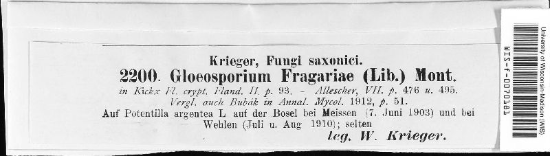 Diplocarpon fragariae image