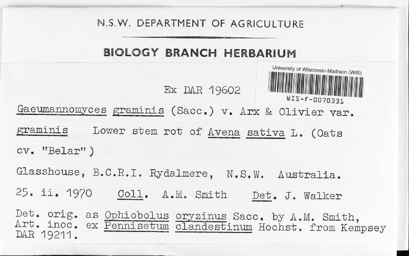 Gaeumannomyces graminis image