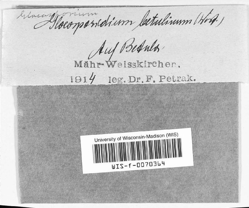 Ophiognomonia intermedia image