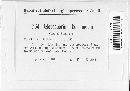 Image of Gloeosporium bohemicum