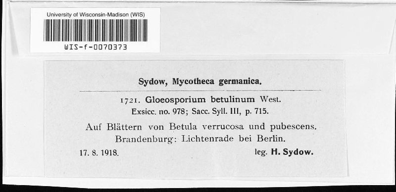 Ophiognomonia intermedia image