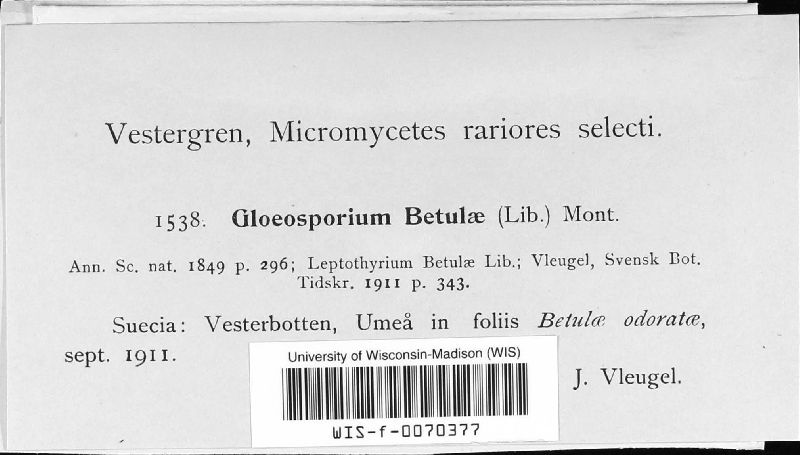 Gloeosporium betulae image
