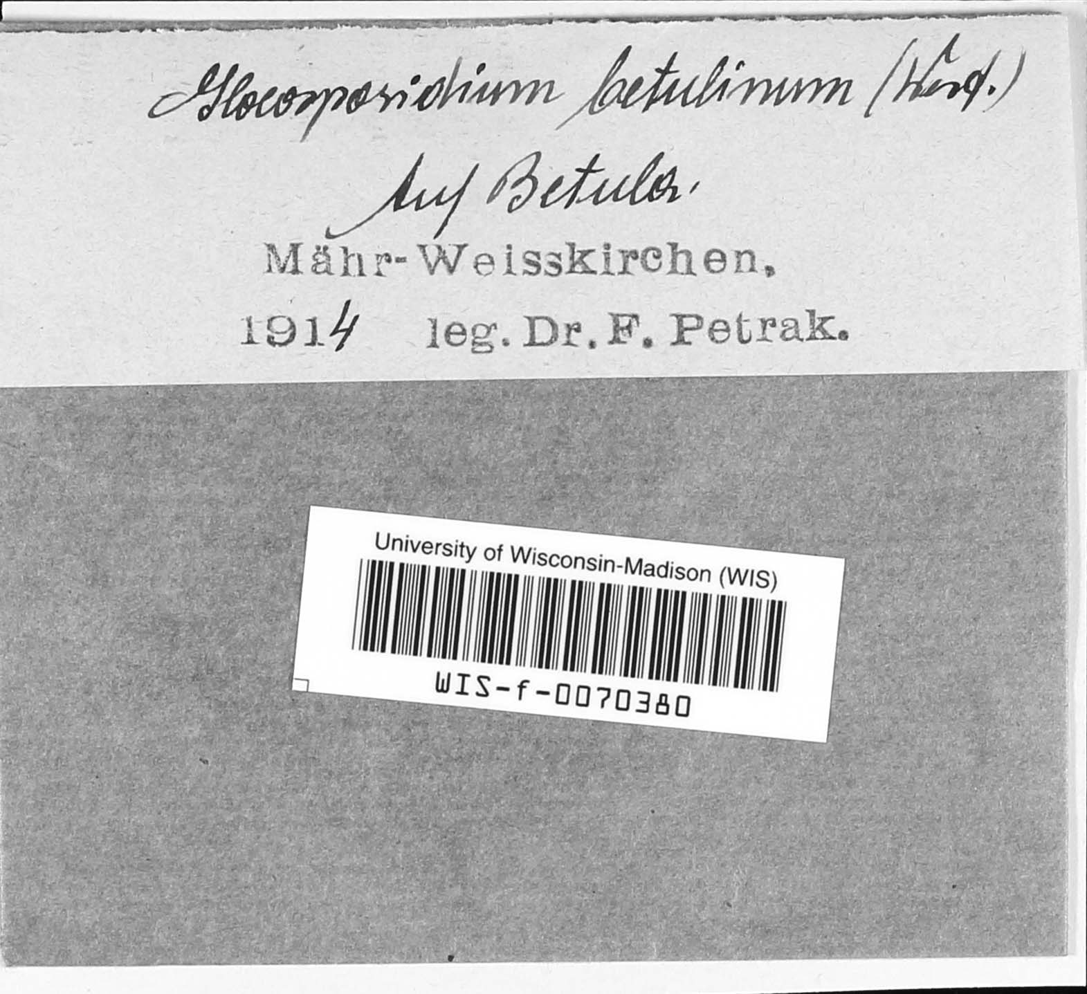 Ophiognomonia image
