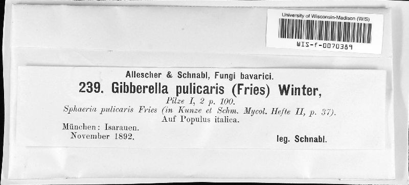 Gibberella image