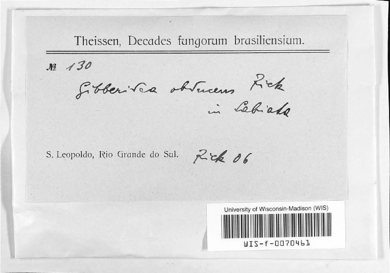 Gibberidea obducens image