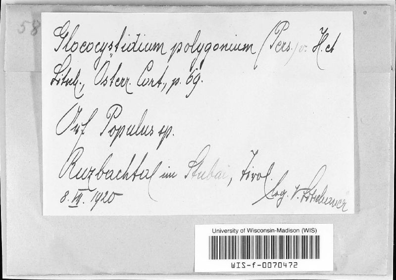Peniophora polygonia image