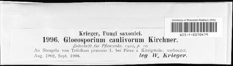 Gloeosporium caulivorum image
