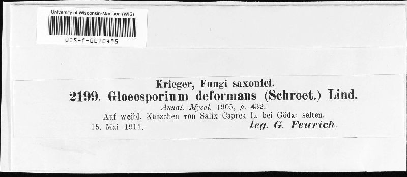 Gloeosporium deformans image