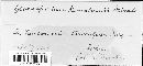 Image of Gloeosporium kawakamii