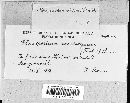 Gloeosporium nervisequum image