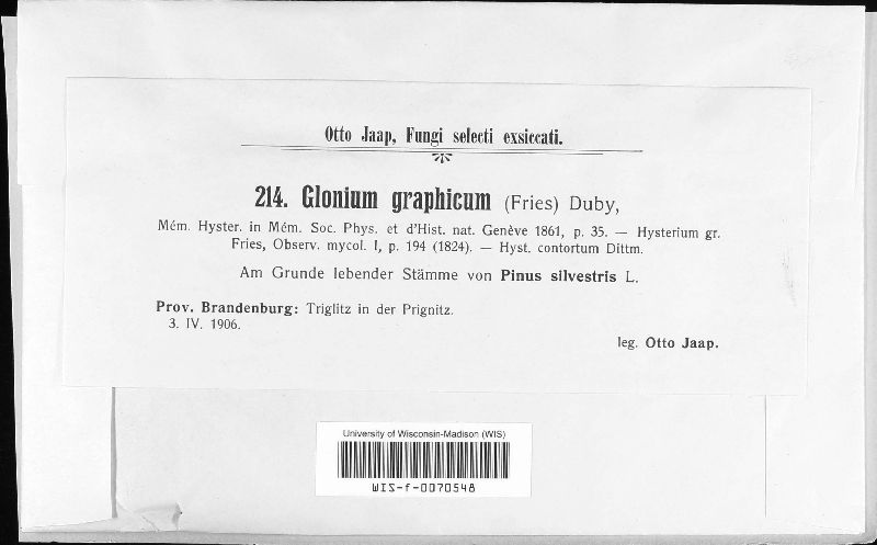 Glonium graphicum image