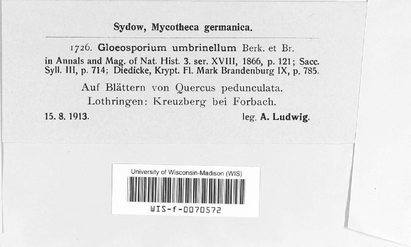 Gloeosporium umbrinellum image