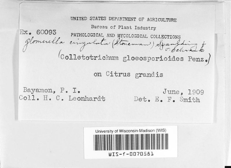 Glomerella cingulata image
