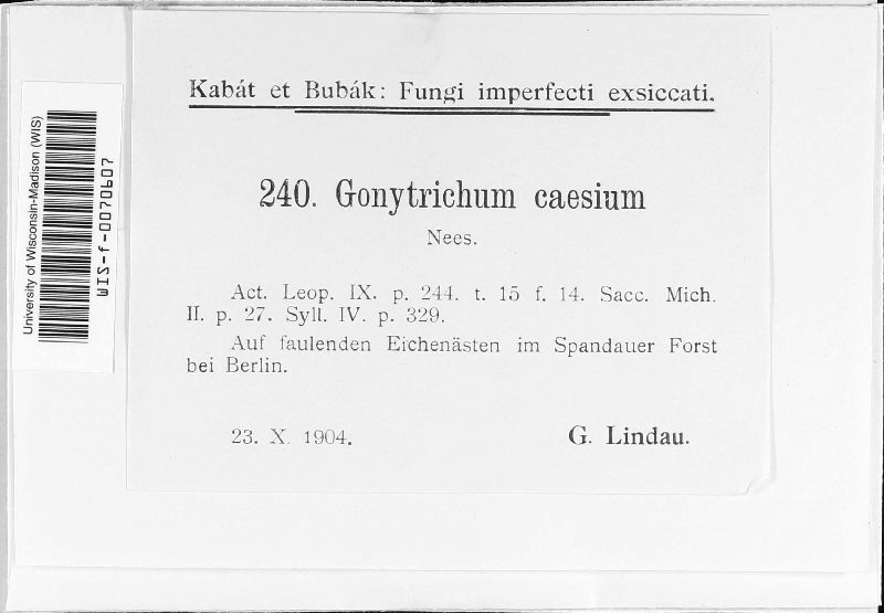 Gonytrichum caesium image