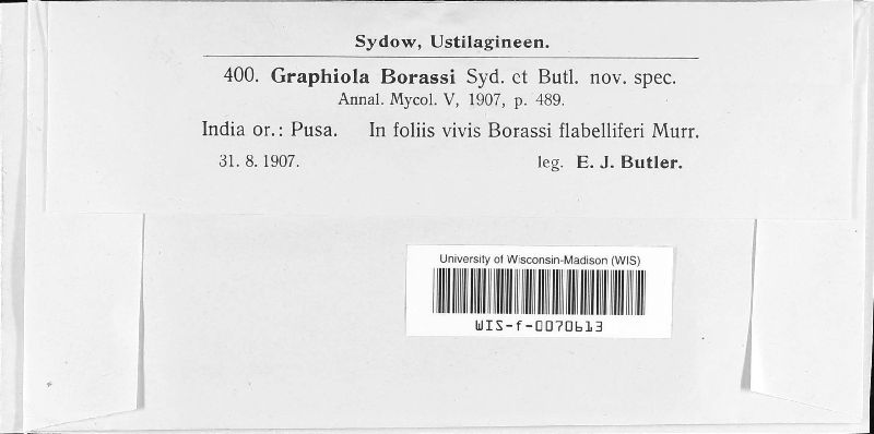 Graphiola borassi image