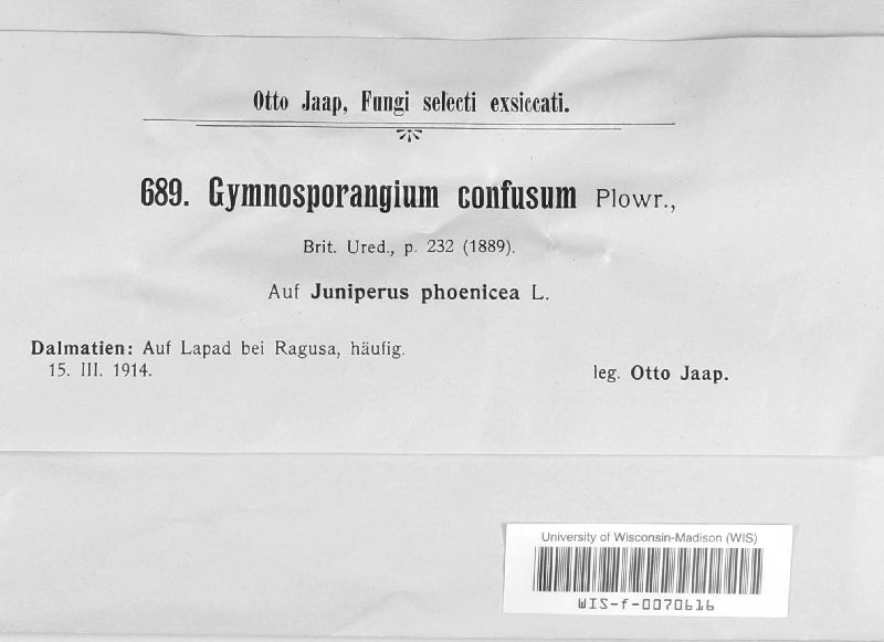 Gymnosporangium confusum image