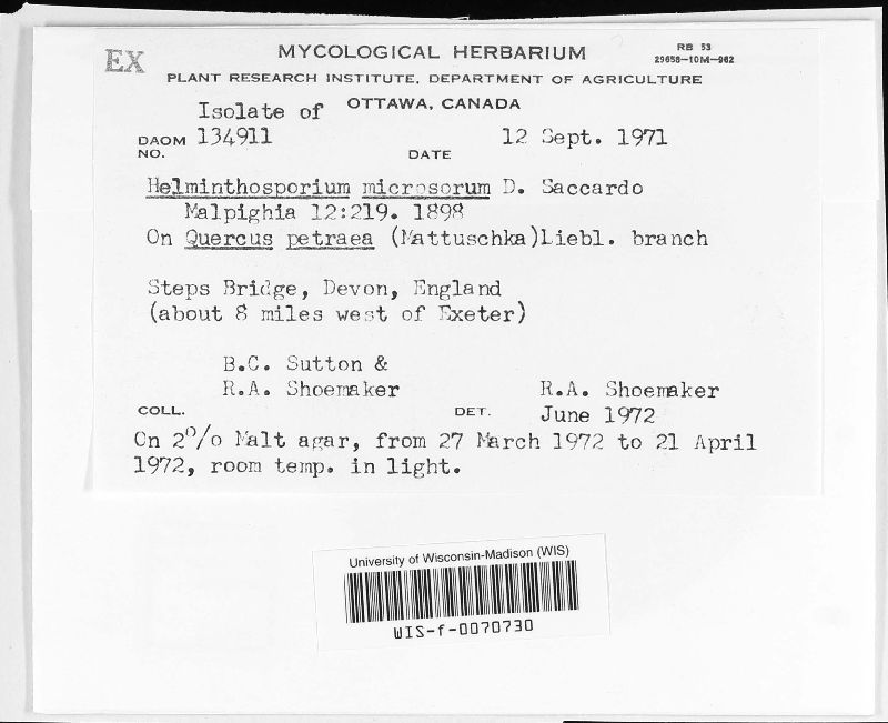Helminthosporium microsorum image