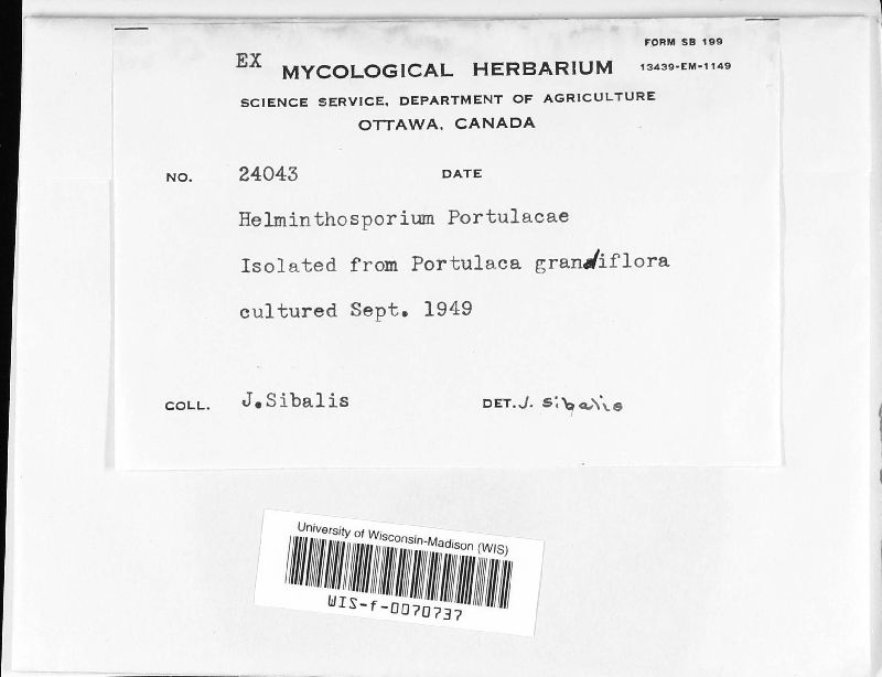 Curvularia portulacae image