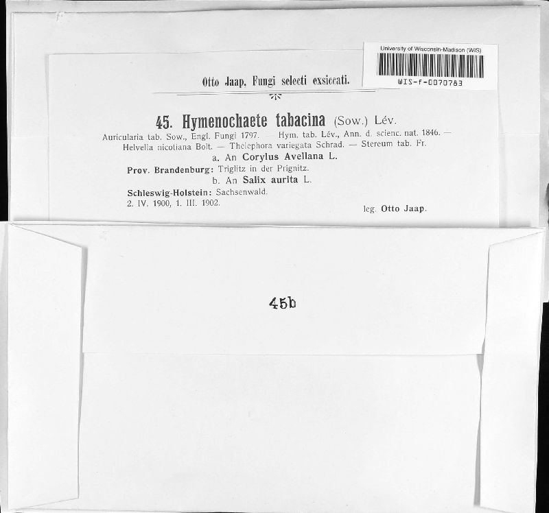 Hymenochaete tabacina image