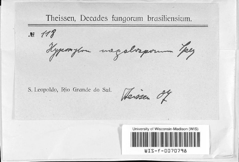 Hypoxylon megalosporum image