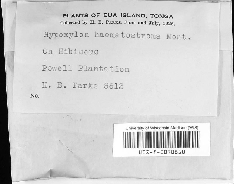 Hypoxylon haematostroma image